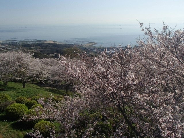 竜王山公園の桜 花見特集21