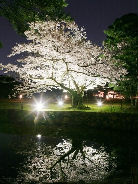 特別名勝 栗林公園の桜 花見特集21