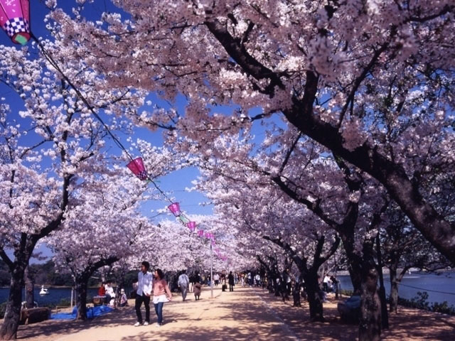 亀鶴公園の桜 花見特集21