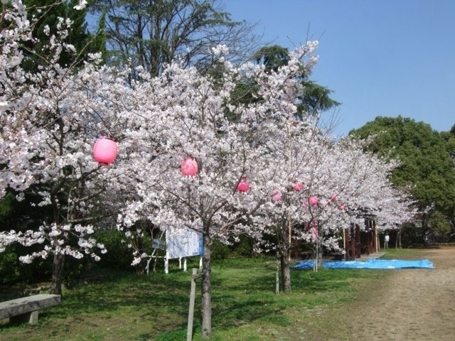 延命公園 福岡県 の桜 花見特集21