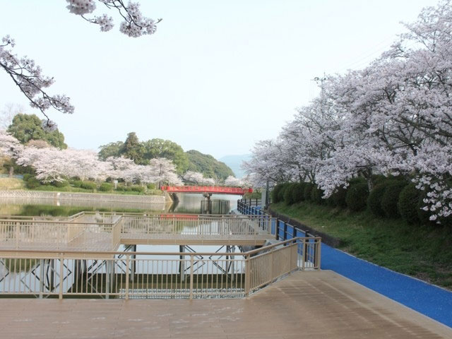 甘木公園の桜 花見特集21