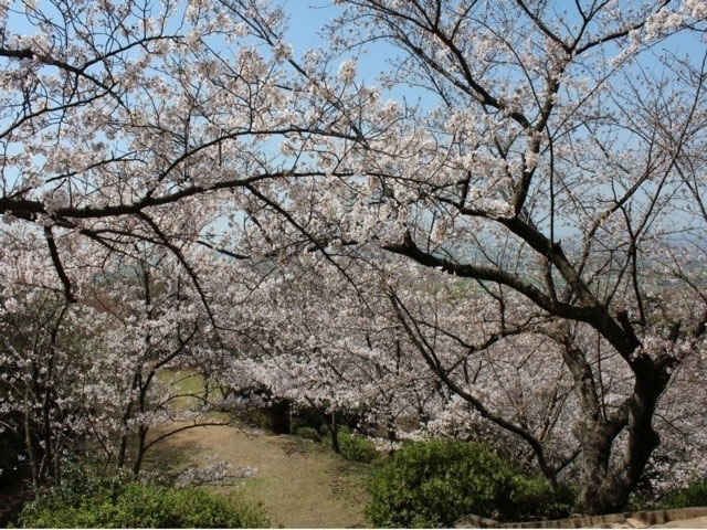 清水公園 福岡県 の桜 花見特集21