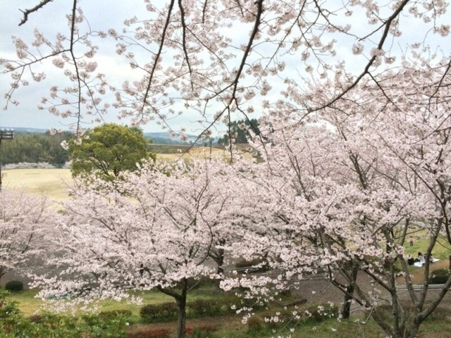 菊池公園の桜 花見特集21