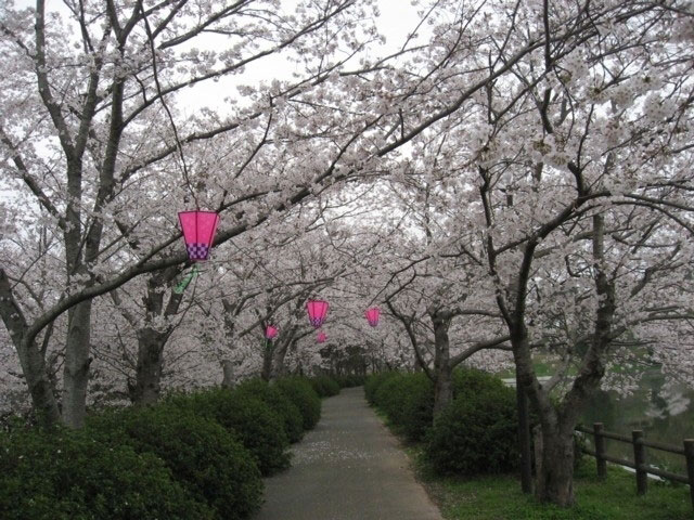 立岡自然公園の桜 花見特集21