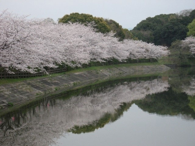 立岡自然公園の桜 花見特集21