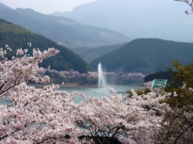 市房ダム湖の桜 花見特集21