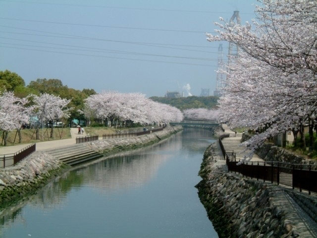 平和市民公園の桜 花見特集21