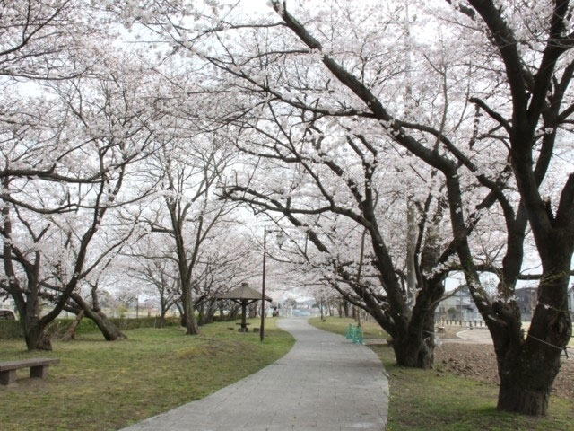 大貞公園の桜 花見特集21