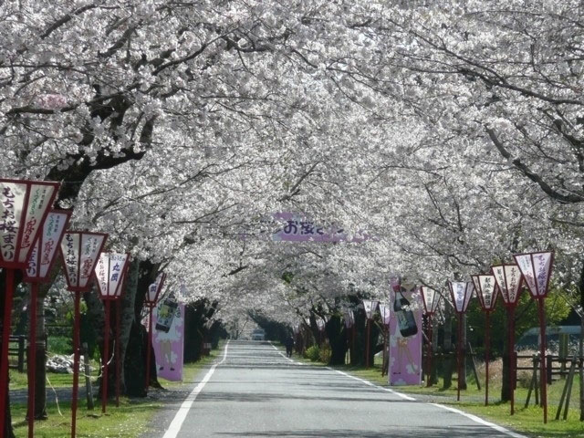 母智丘公園の桜 花見特集21