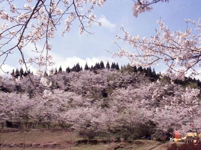 竹香園の桜 花見特集21