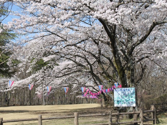 黒磯公園の桜 花見特集21