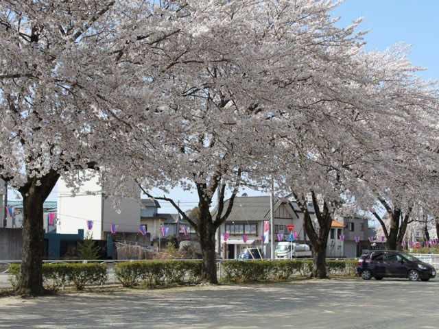 黒磯公園の桜 花見特集21