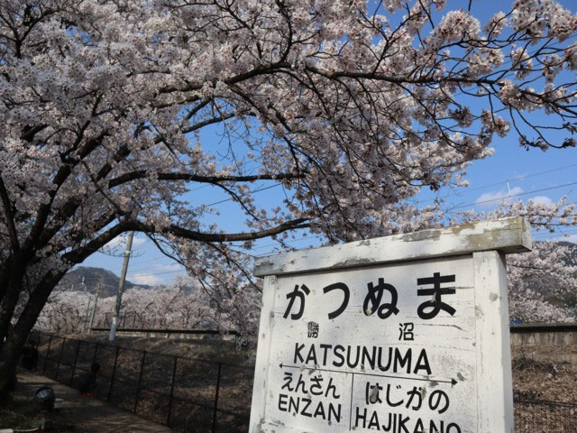 甚六桜の桜 花見特集21