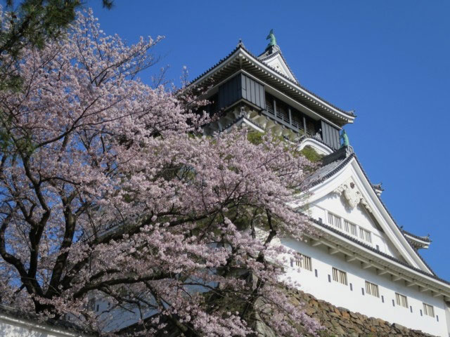 勝山公園 小倉城 の桜 花見特集21