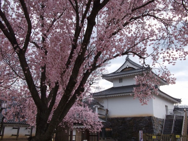 舞鶴城公園 甲府城跡 の桜 花見特集21