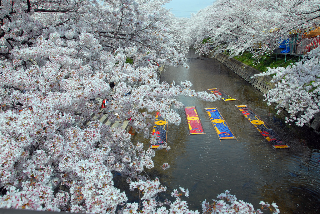 桜 祭り 川 五条 岩倉五条川の桜並木2022の見頃と開花！桜まつりやライトアップは？