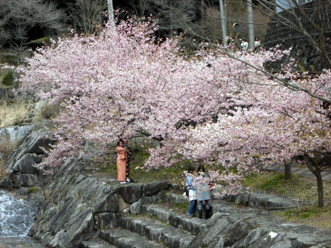 見帰りの滝の桜