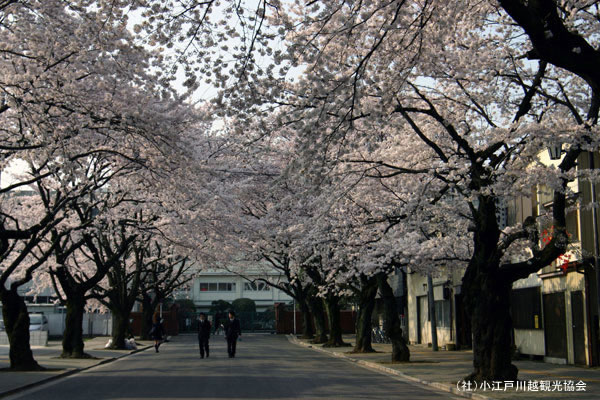 川越女子高校前の桜 花見特集21