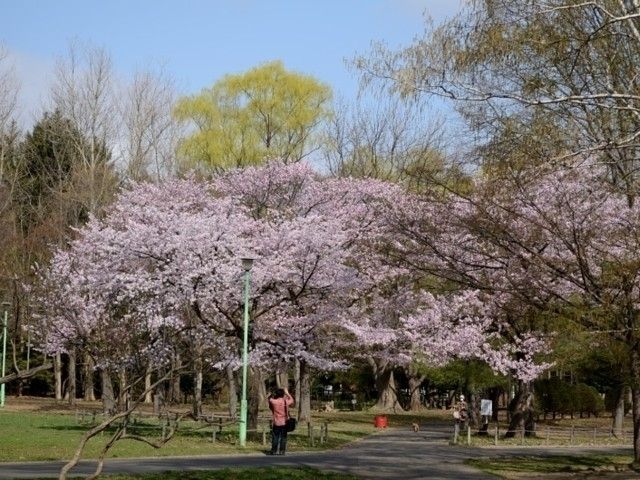 円山公園 北海道 の桜 花見特集22