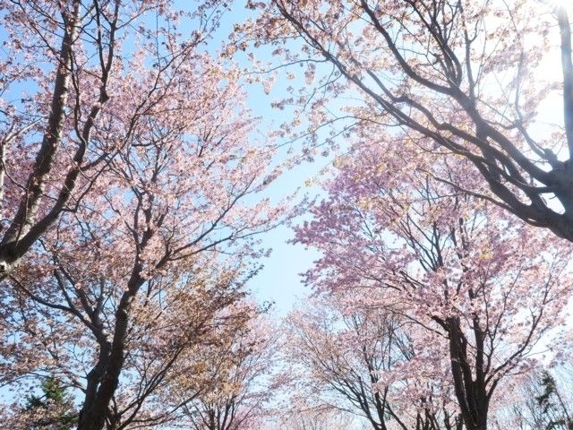 モエレ沼公園の桜 花見特集22