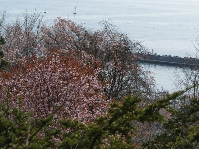 有珠善光寺自然公園の桜 花見特集22