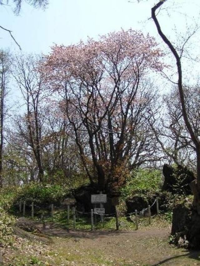 有珠善光寺自然公園の桜 花見特集22