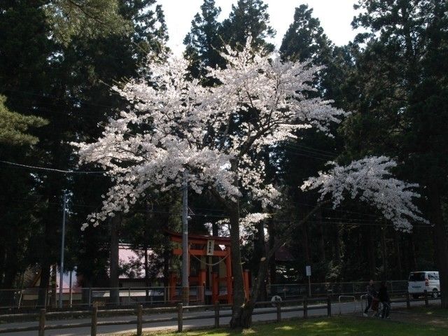 舘野公園の桜 花見特集22