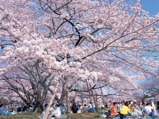 榴岡公園の桜 花見特集22
