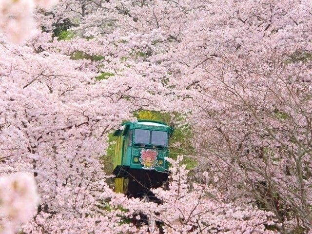 船岡城址公園の桜 花見特集22