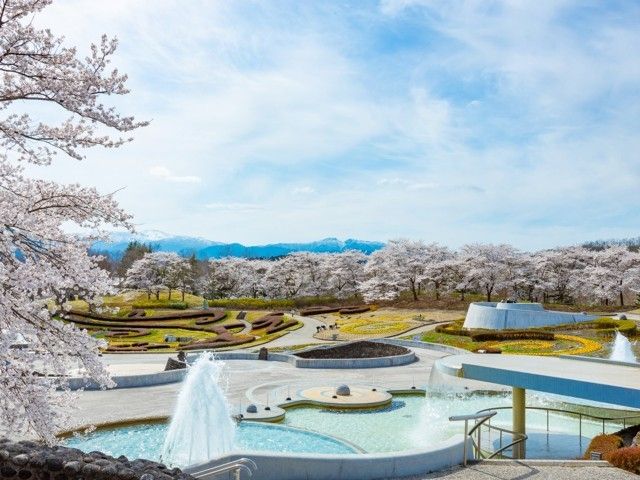 国営みちのく杜の湖畔公園 みちのく公園 の桜 花見特集22