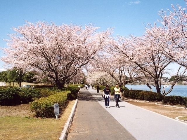 千波湖畔の桜 花見特集22