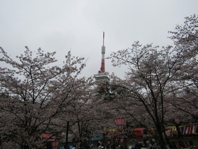 八幡山公園の桜 花見特集22