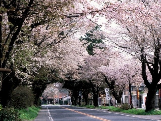 日光街道桜並木 花見特集23