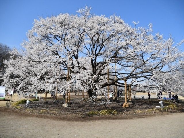 天平の丘公園の桜 花見特集22