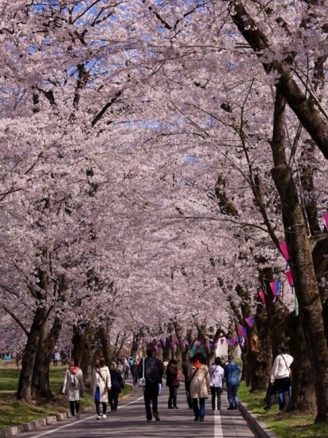 赤城南面千本桜 花見特集22