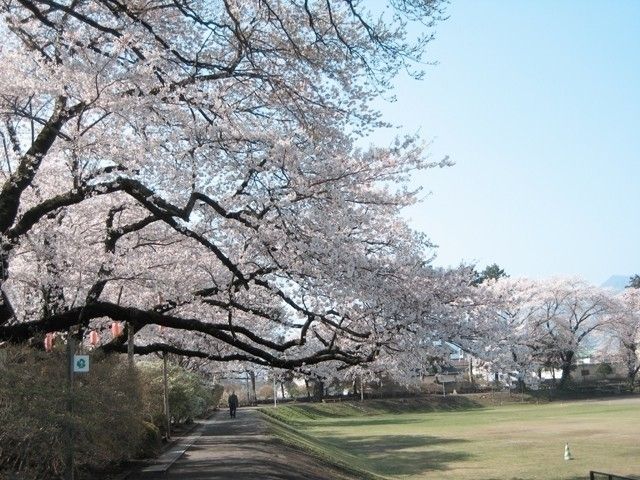 沼田公園 沼田城址 の桜 花見特集22