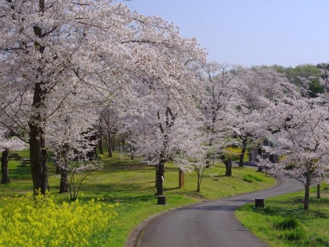 国営武蔵丘陵森林公園の桜 花見特集22