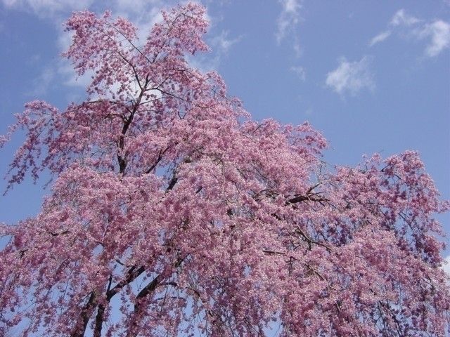 城峯公園の桜 花見特集22