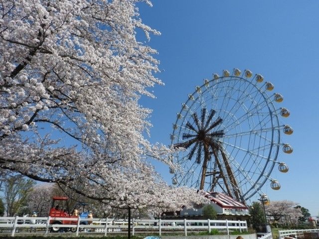東武動物公園の桜 花見特集22 東武動物公園の桜 花見特集22