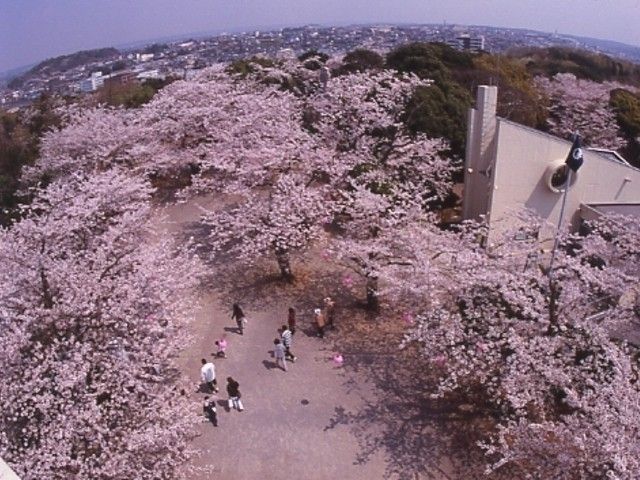 太田山公園の桜 花見特集22