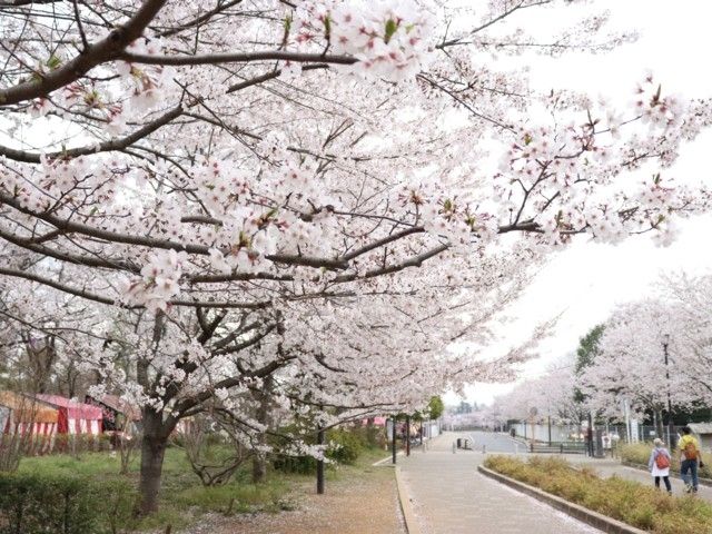 清水公園 千葉県 の桜 花見特集22