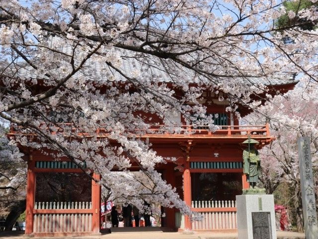 清水公園 千葉県 の桜 花見特集22
