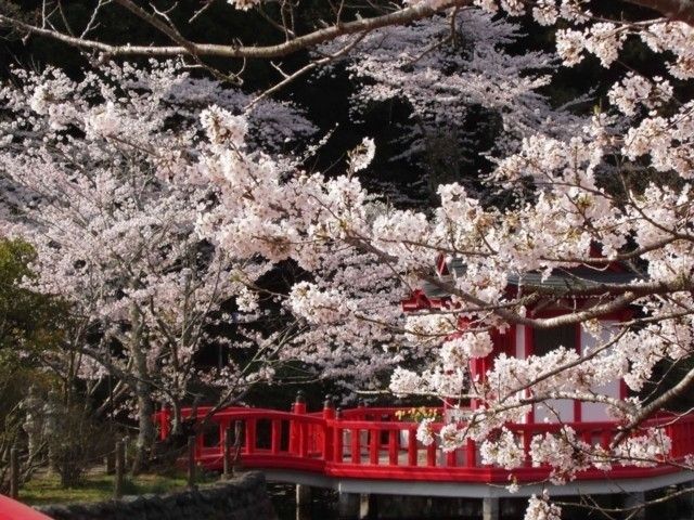茂原公園の桜 花見特集22