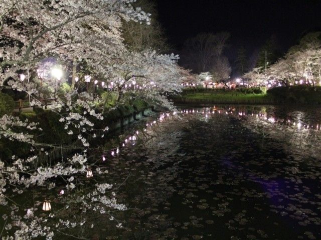 茂原公園の桜 花見特集22