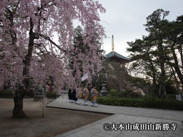 成田山公園の桜 花見特集22