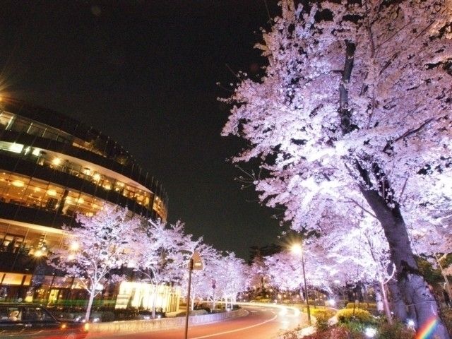 東京ミッドタウンの桜 花見特集22