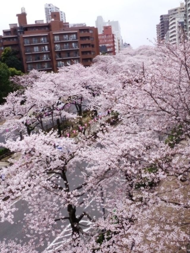 播磨坂さくら並木 花見特集22