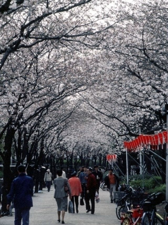 隅田公園 台東区側 の桜 花見特集22