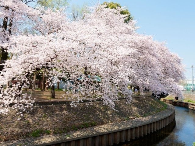 善福寺川緑地の桜 花見特集22
