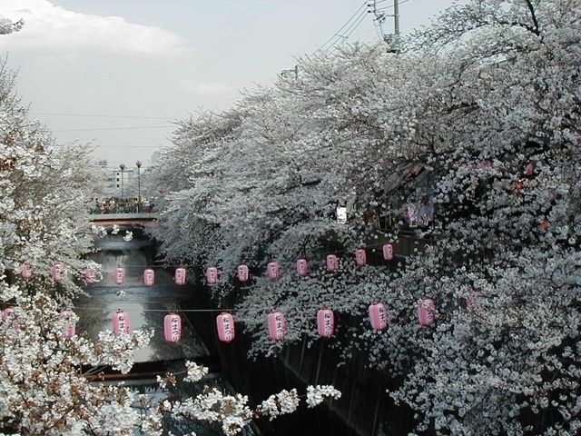 石神井川の桜並木 花見特集22